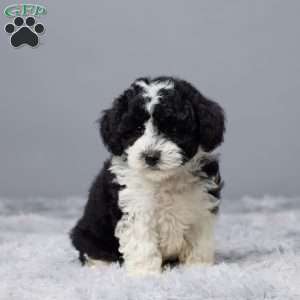 Sandy, Mini Sheepadoodle Puppy